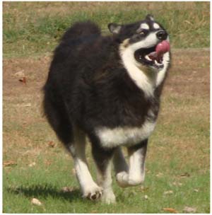 Hudsons Malamutes - Choctaw