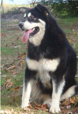 Hudsons Malamutes - Choctaw