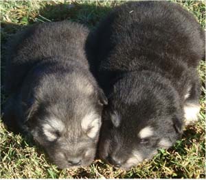 Hudsons Malamutes - Choctaw