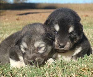 Hudsons Malamutes - Choctaw