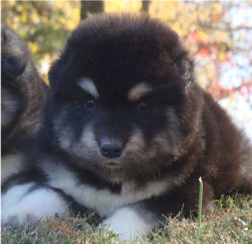 Hudsons Malamutes - Choctaw