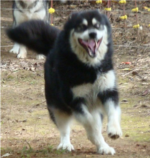 Hudsons Malamutes - Choctaw