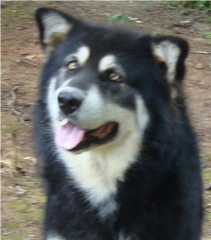 Hudsons Malamutes - Choctaw