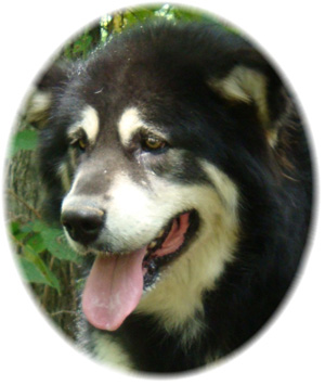 Hudsons Malamutes - Choctaw