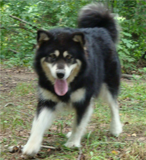 Hudsons Malamutes - Choctaw