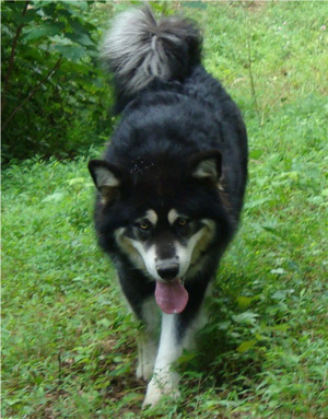 Hudsons Malamutes - Choctaw