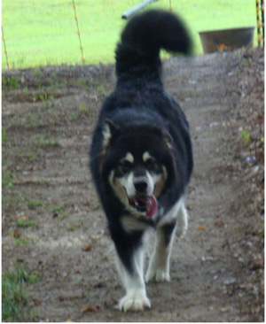 Hudsons Malamutes - Choctaw