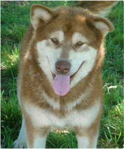 Hudsons Malamutes - Chyna