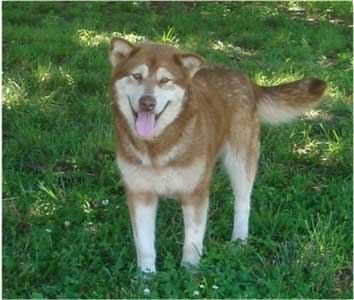 Hudsons Malamutes - Chyna