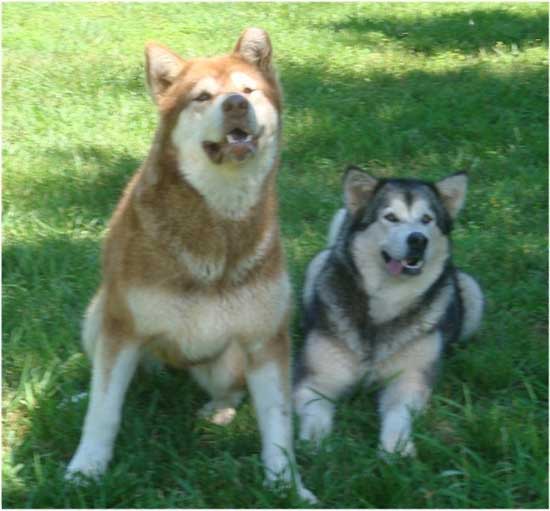 Hudsons Malamutes - Chyna