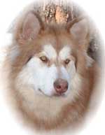 Hudsons Malamutes - Cinder