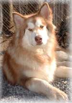 Hudsons Malamutes - Cinder