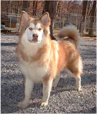Hudsons Malamutes - Cinder
