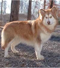 Hudsons Malamutes - Cinder