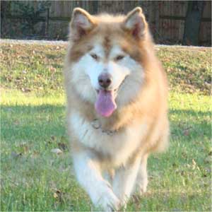 Hudsons Malamutes - Cinder