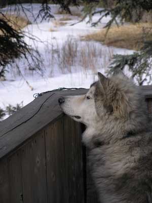 Hudsons Malamutes - Clicquot