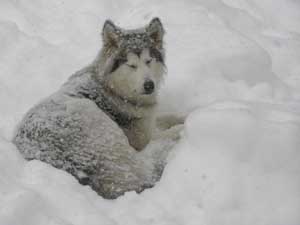 Hudsons Malamutes - Clicquot