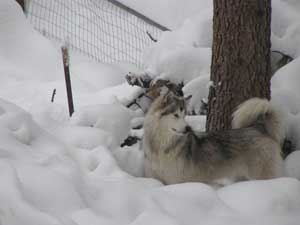 Hudsons Malamutes - Clicquot