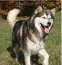 Hudsons Malamutes - Crimson