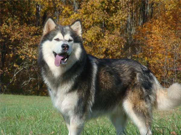 Hudsons Malamutes - Crimson