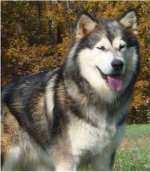 Hudsons Malamutes - Crimson