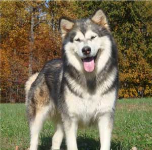 Hudsons Malamutes - Crimson