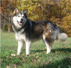 Hudsons Malamutes - Crimson