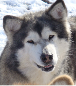 Hudsons Malamutes - Crimson