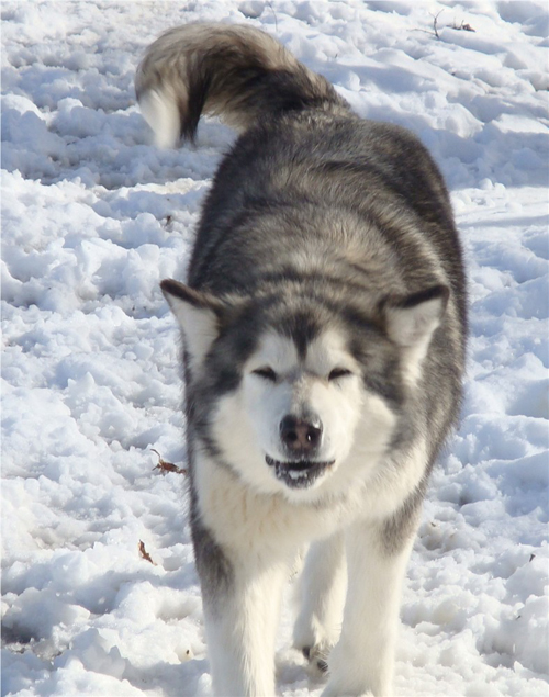 Hudsons Malamutes - Crimson