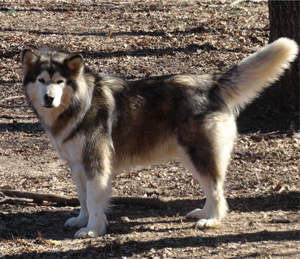 Hudsons Malamutes - Crimson