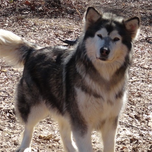 Hudsons Malamutes - Crimson