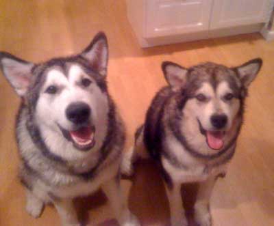 Hudsons Malamutes - Dakota