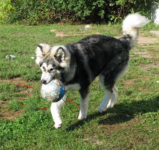 Hudsons Malamutes - Dozer