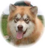 Hudsons Malamutes - Drifter
