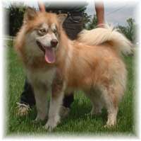 Hudsons Malamutes - Drifter
