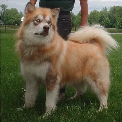 Hudsons Malamutes - Drifter