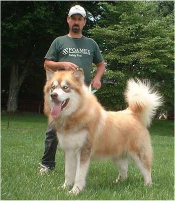 Hudsons Malamutes - Drifter