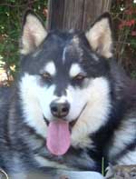 Hudsons Malamutes - Ebony