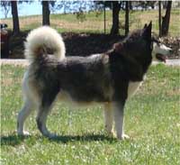 Hudsons Malamutes - Ebony