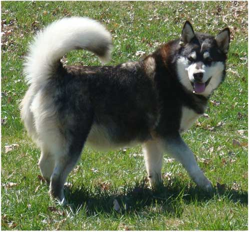 Hudsons Malamutes - Ebony 