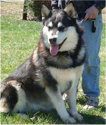 Hudsons Malamutes - Ebony 