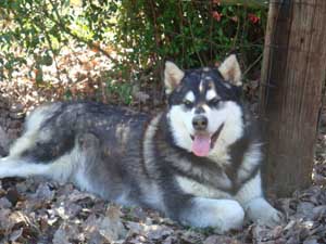 Hudsons Malamutes - Ebony 