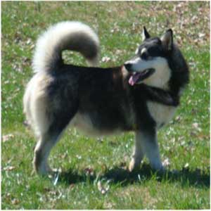 Hudsons Malamutes - Ebony 