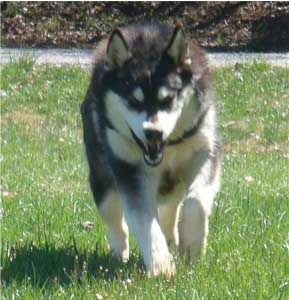 Hudsons Malamutes - Ebony 