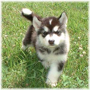 Hudsons Malamutes - Ebony 