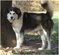 Hudsons Malamutes - Edge