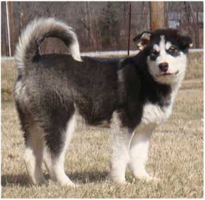 Hudsons Malamutes - Edge