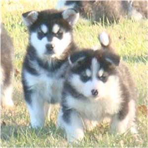 Hudsons Malamutes - Edge