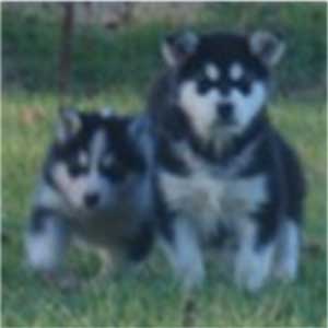 Hudsons Malamutes - Edge