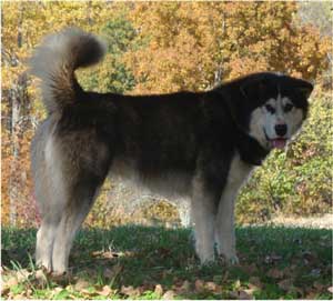 Hudsons Malamutes - Edge